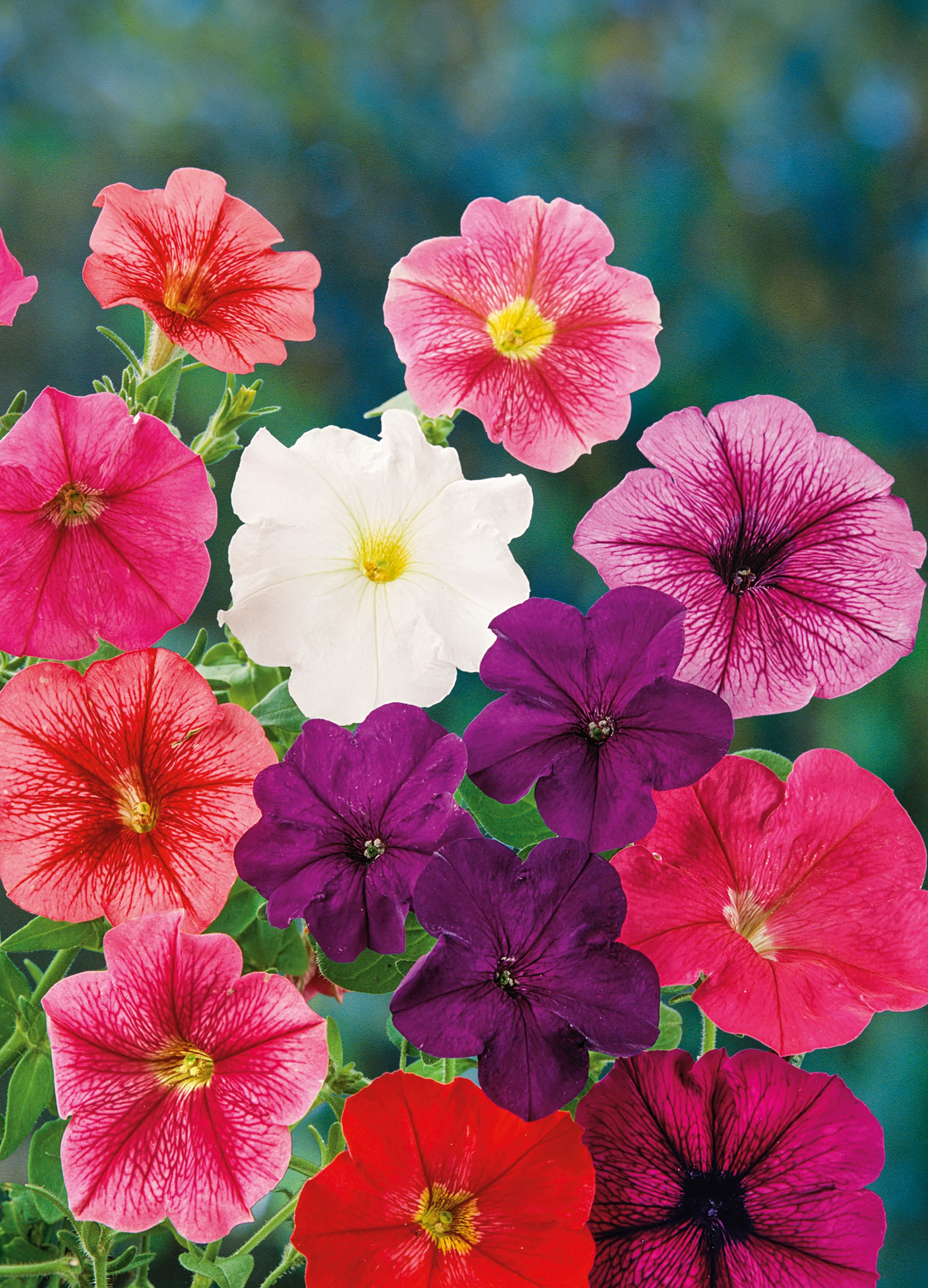 Petunia | Colourama Mix
