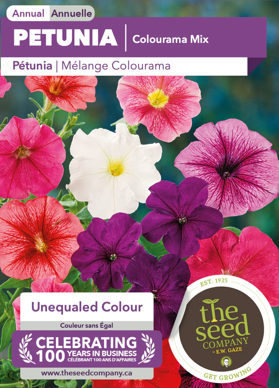 Petunia | Colourama Mix - Image 2
