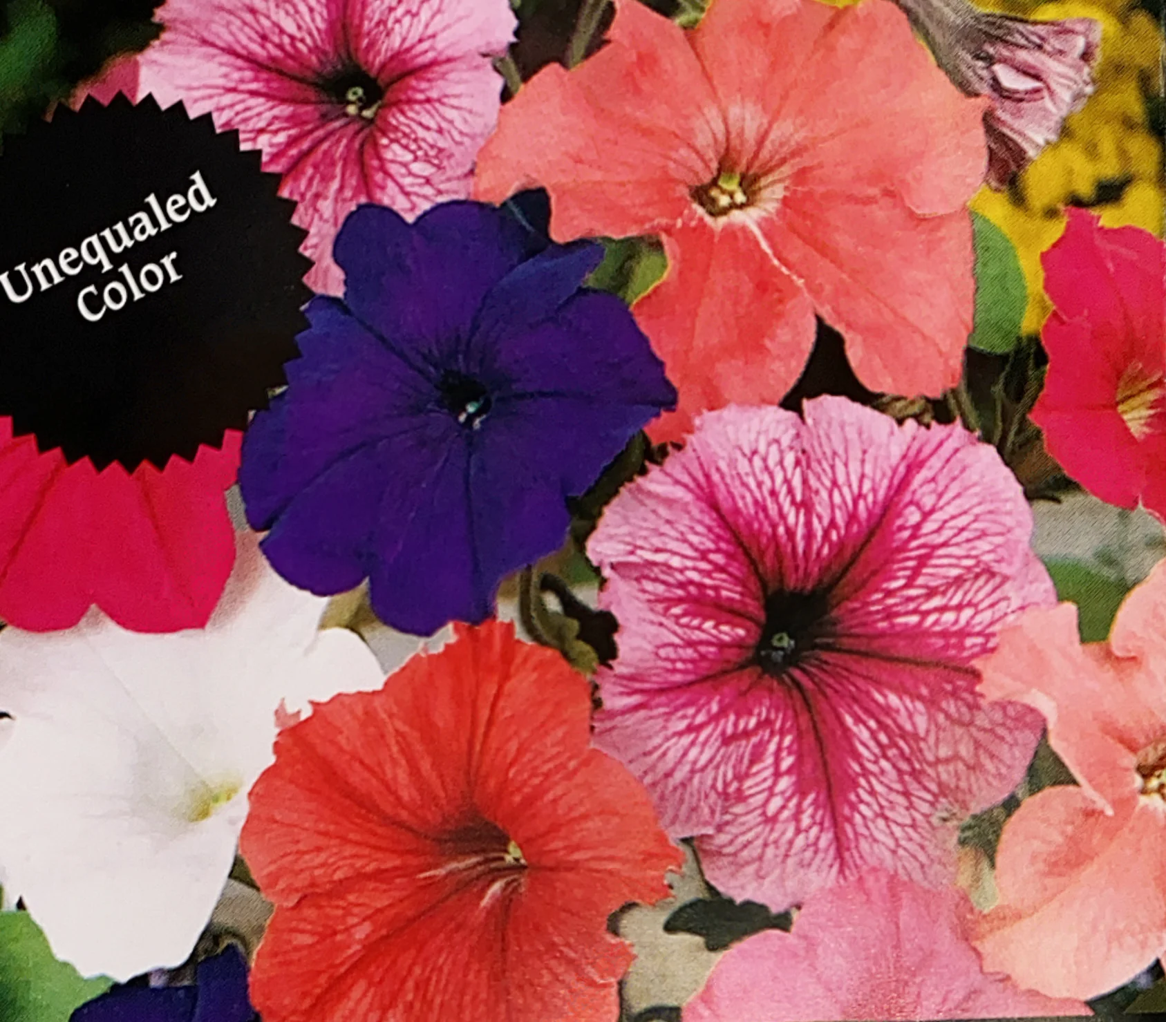 Petunia | Colourama Mix - Image 3