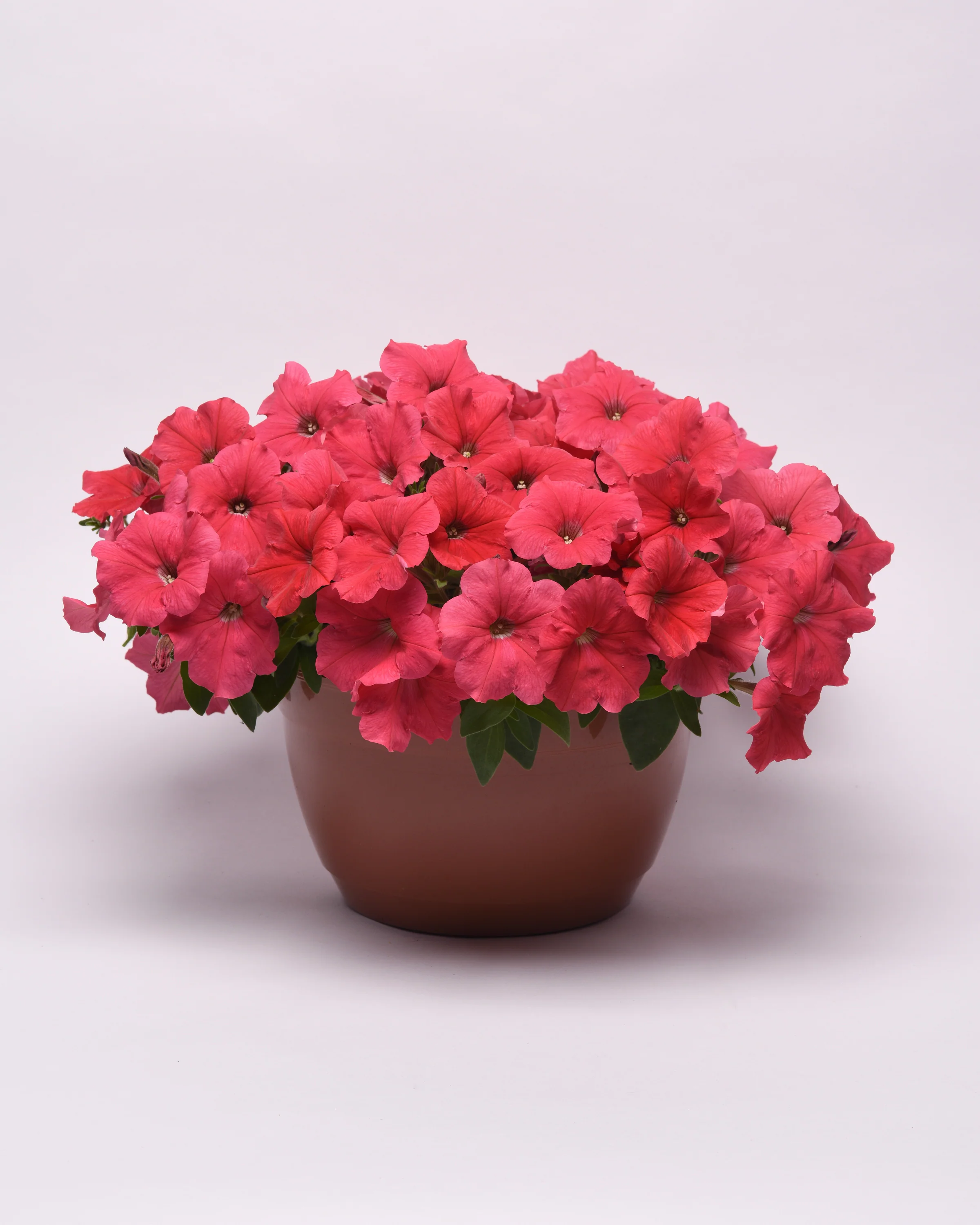 Petunia | Coral Wave - Image 3