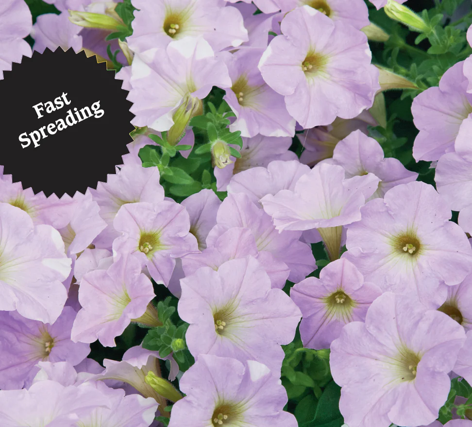 Petunia | Lilac Wave