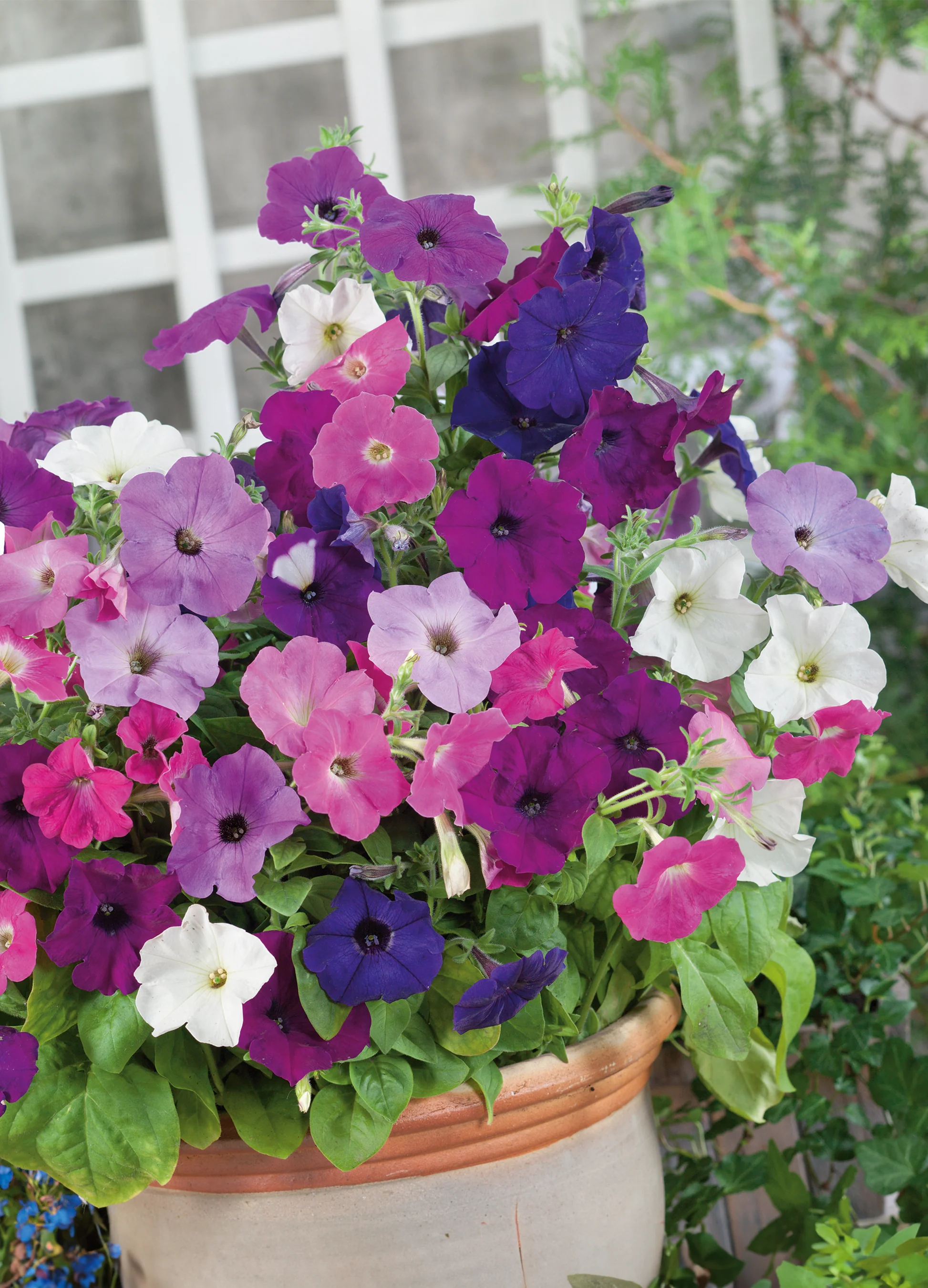 Petunia | Pendula Balcony Mix