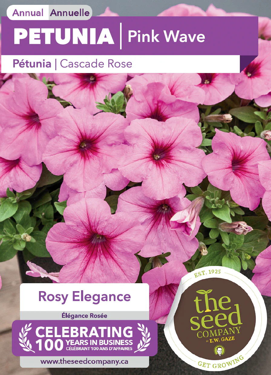 Petunia | Pink Wave - Image 2