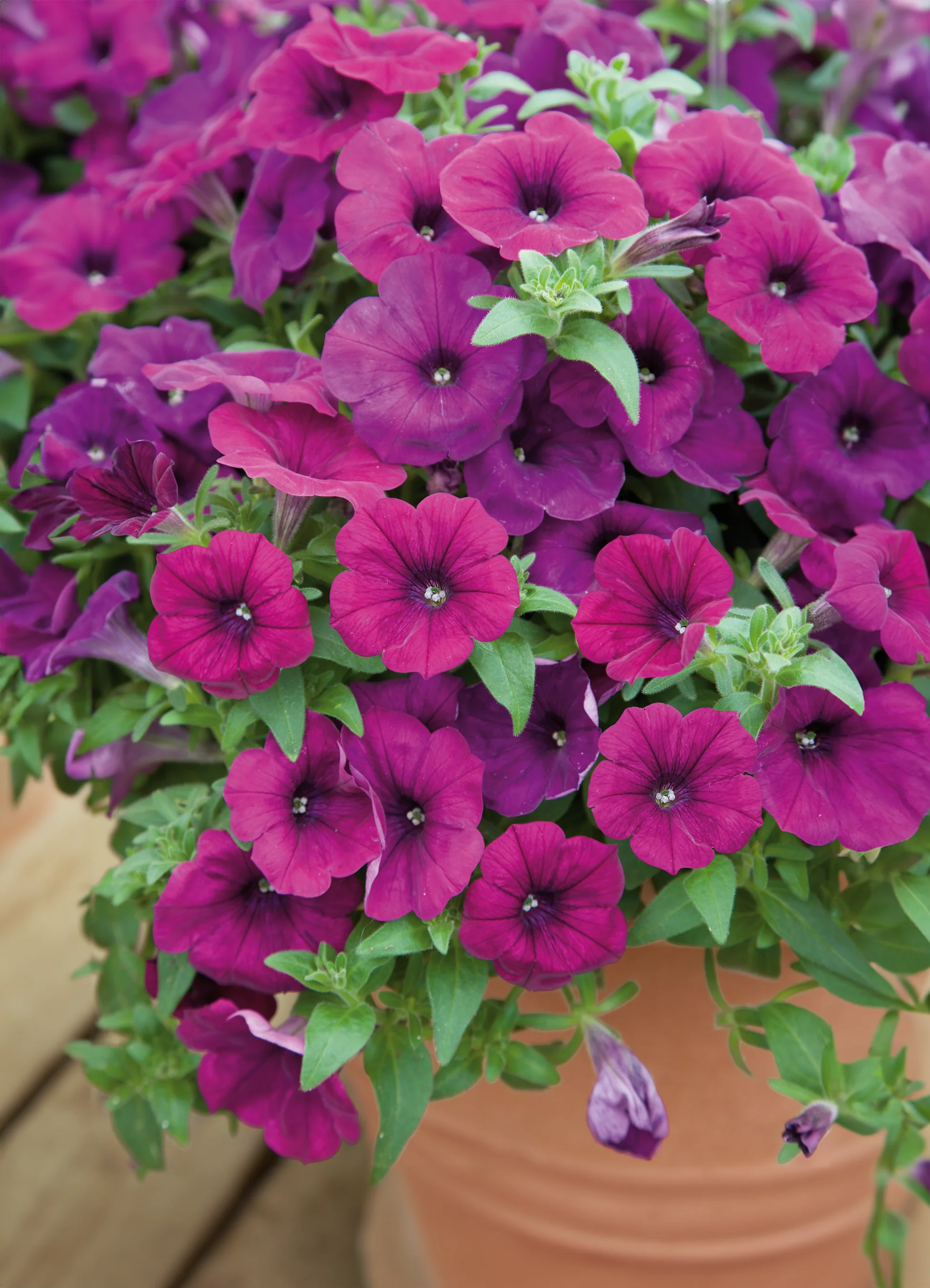 Petunia | Purple Wave