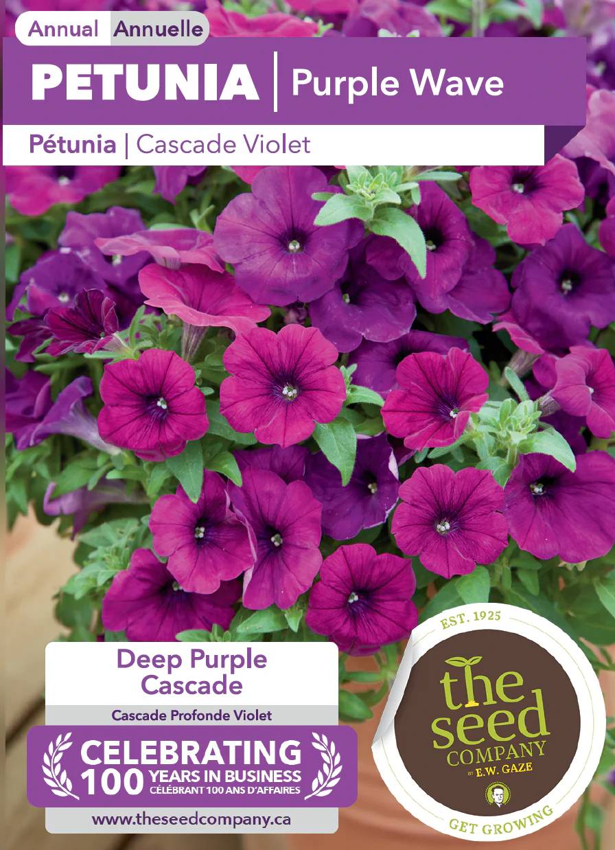 Petunia | Purple Wave - Image 2