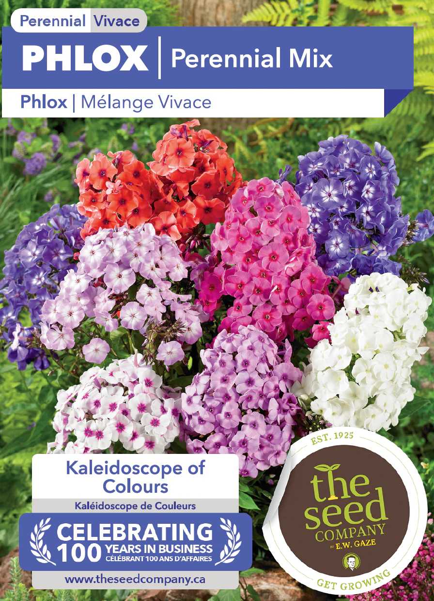 Phlox | Perennial Mix - Image 2