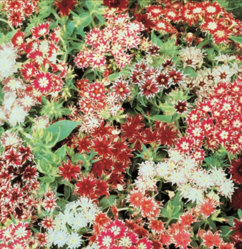 Phlox | Twinkle Star Mix