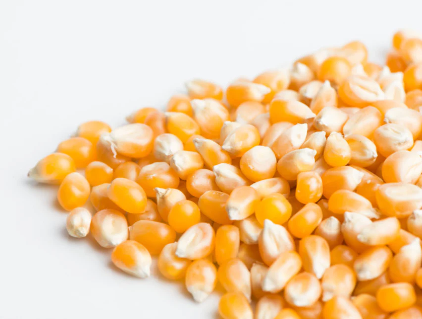 Popcorn Sprouting Seeds - Image 2