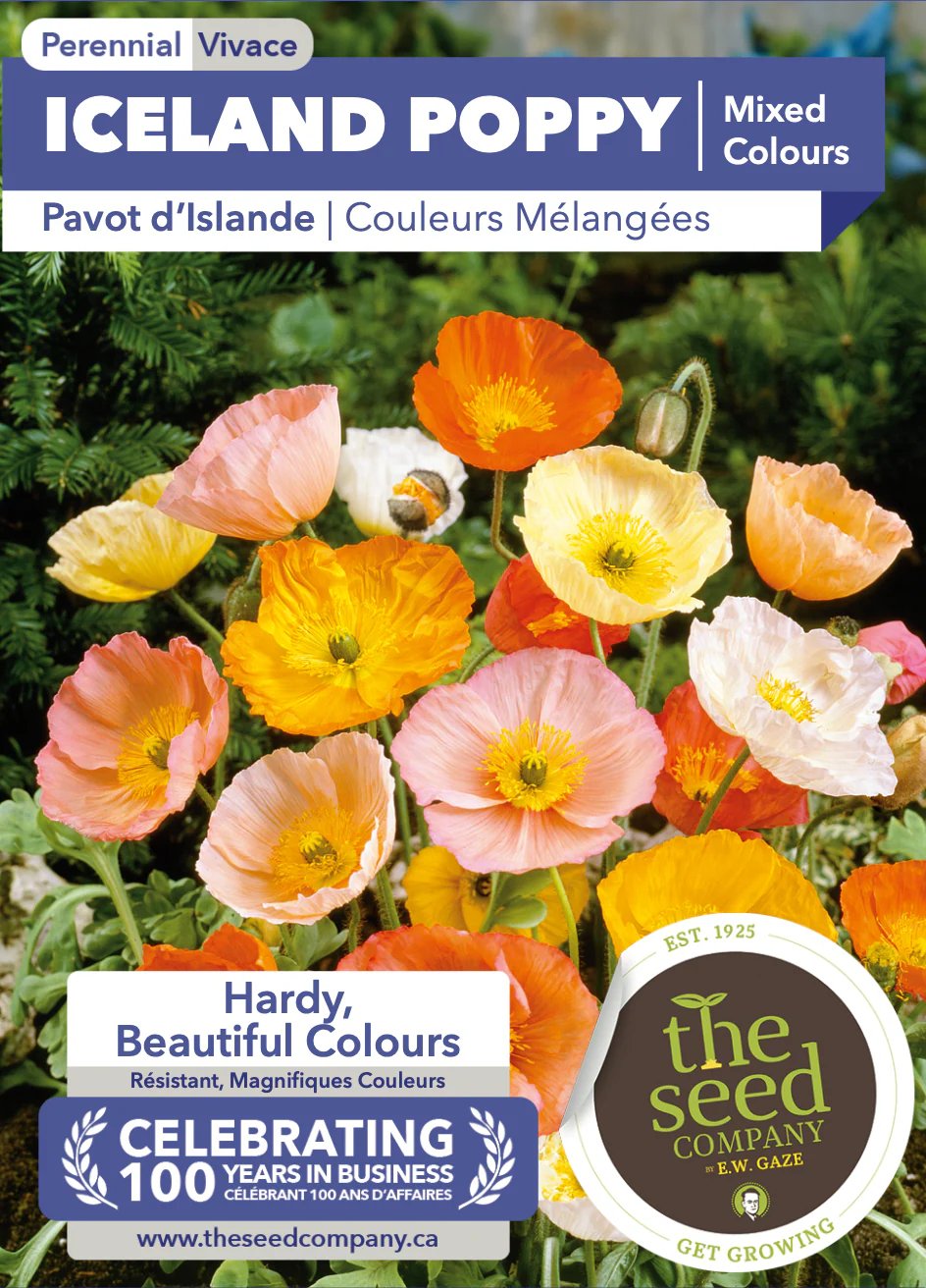 Iceland Poppy | Mixed Colours - Image 2