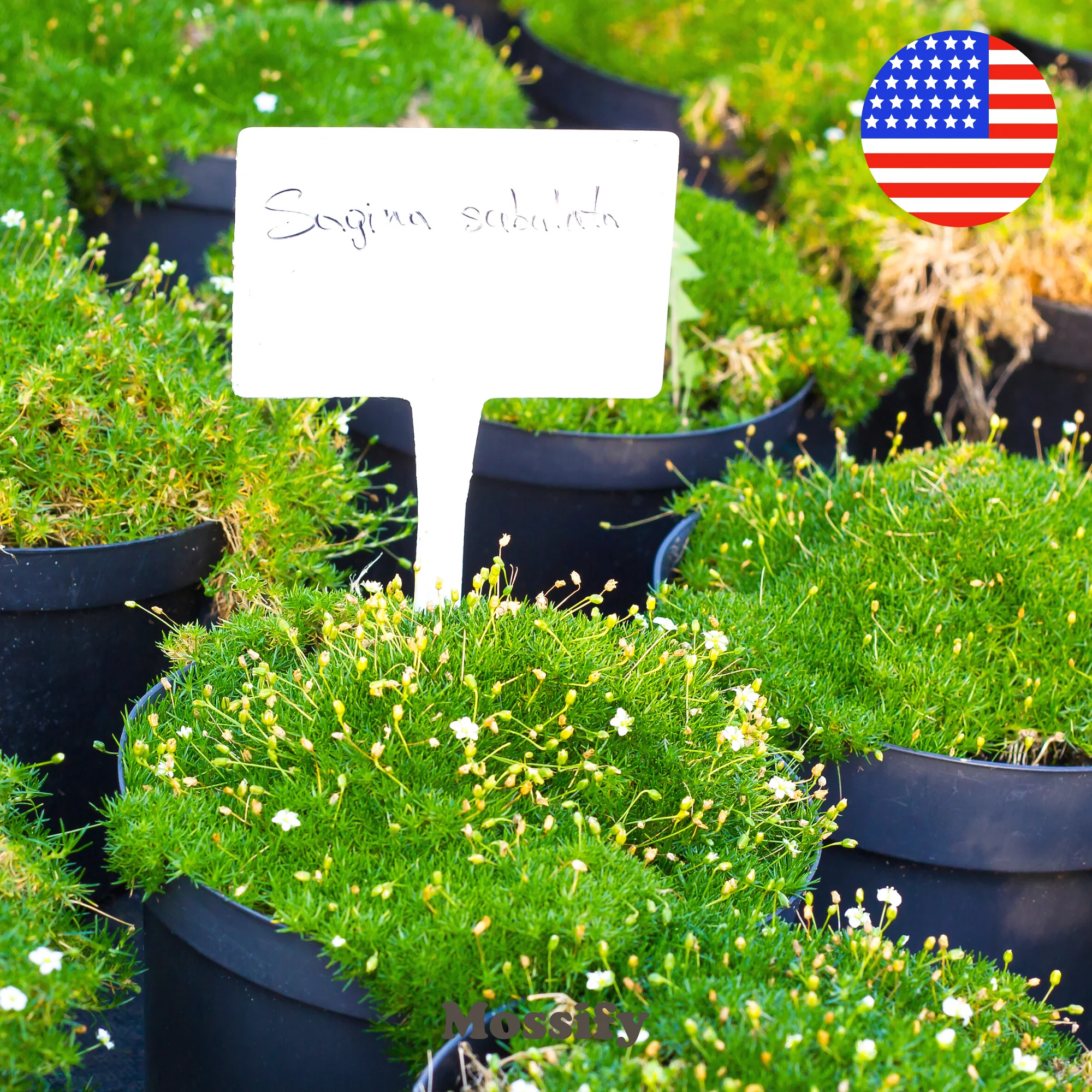 Premium Fast Growing Irish Moss Seed - Sagina Subulata Seeds - Image 3