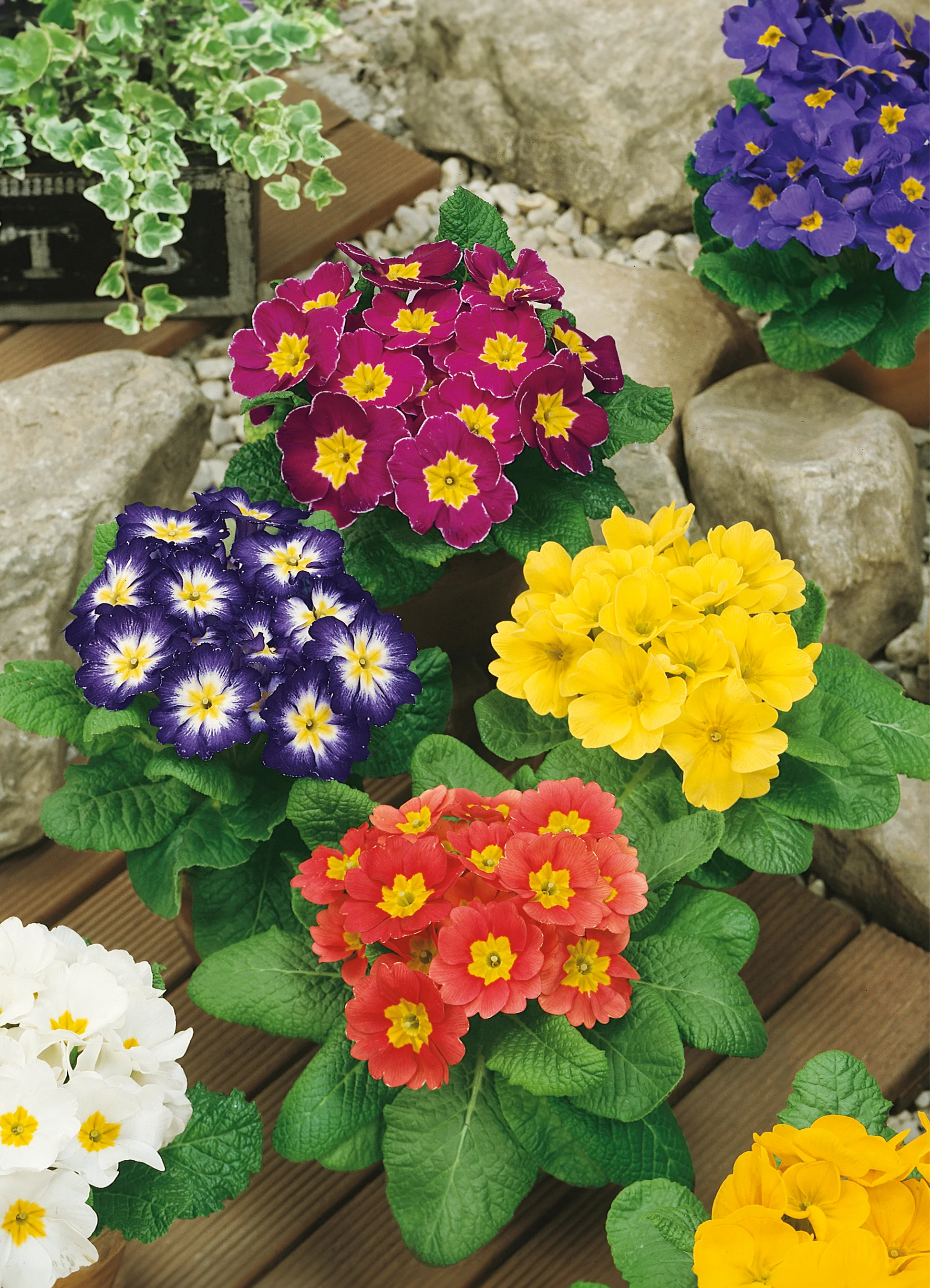 Primrose | Primula Mixed Colours