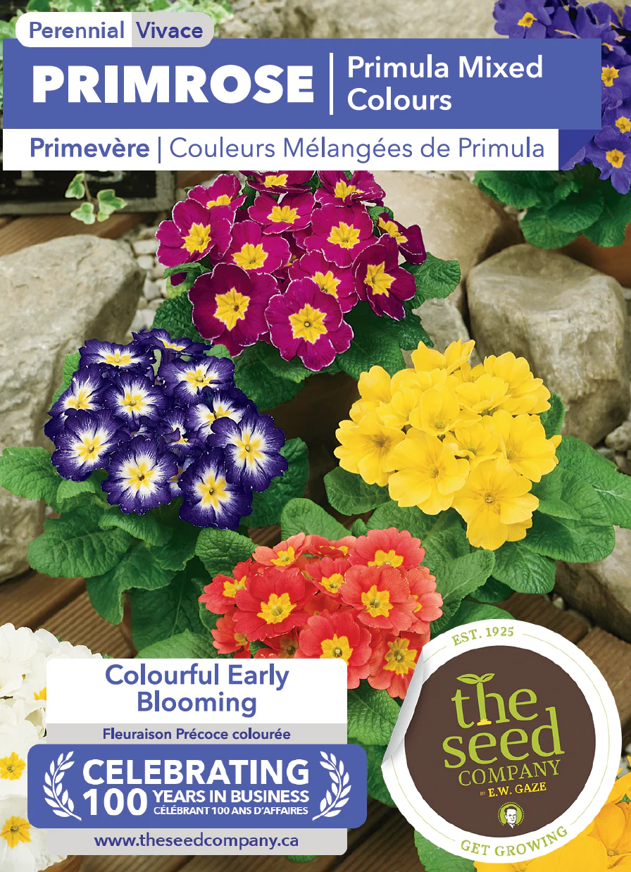 Primrose | Primula Mixed Colours - Image 2