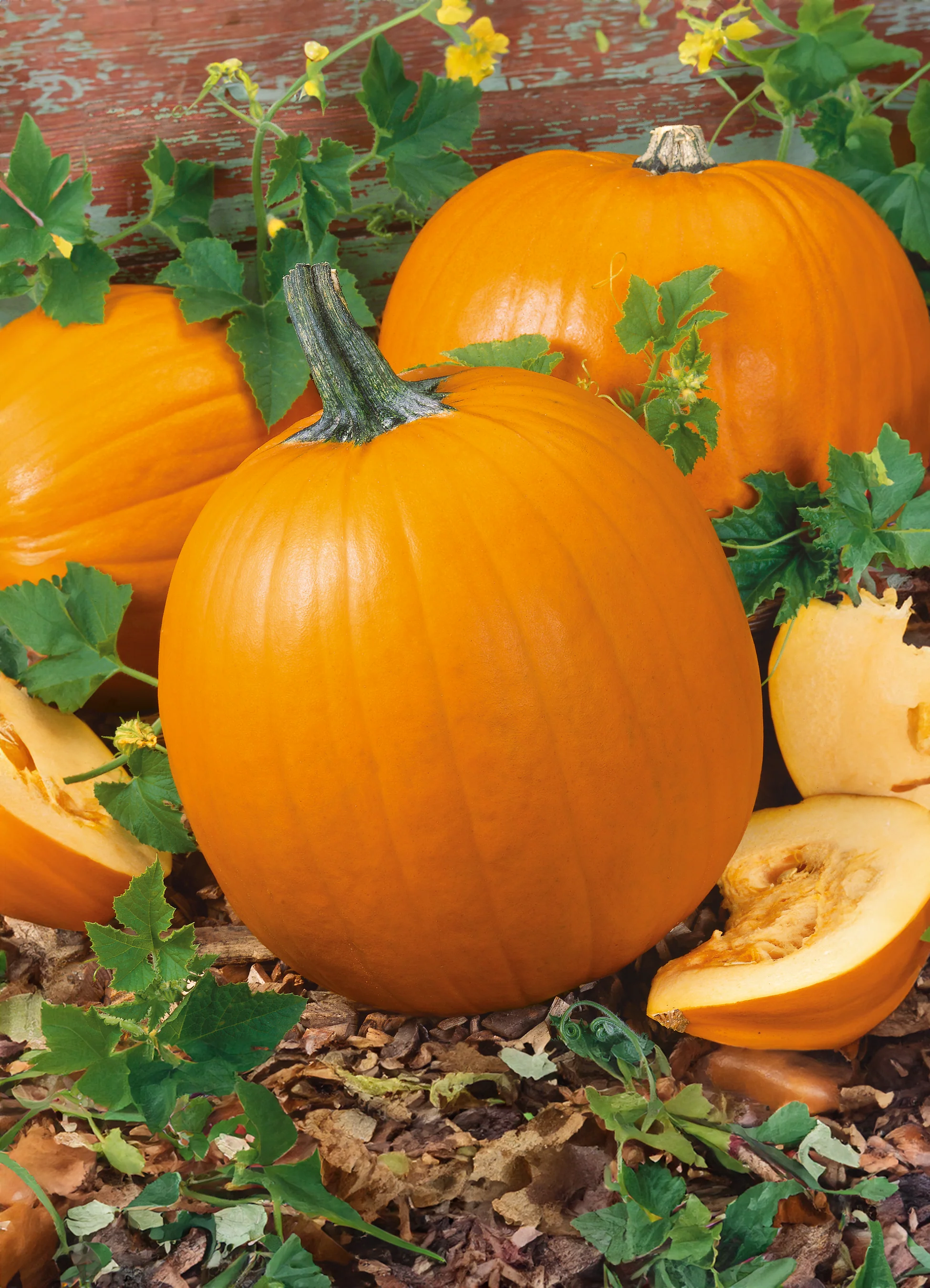 Pumpkin | Connecticut Field