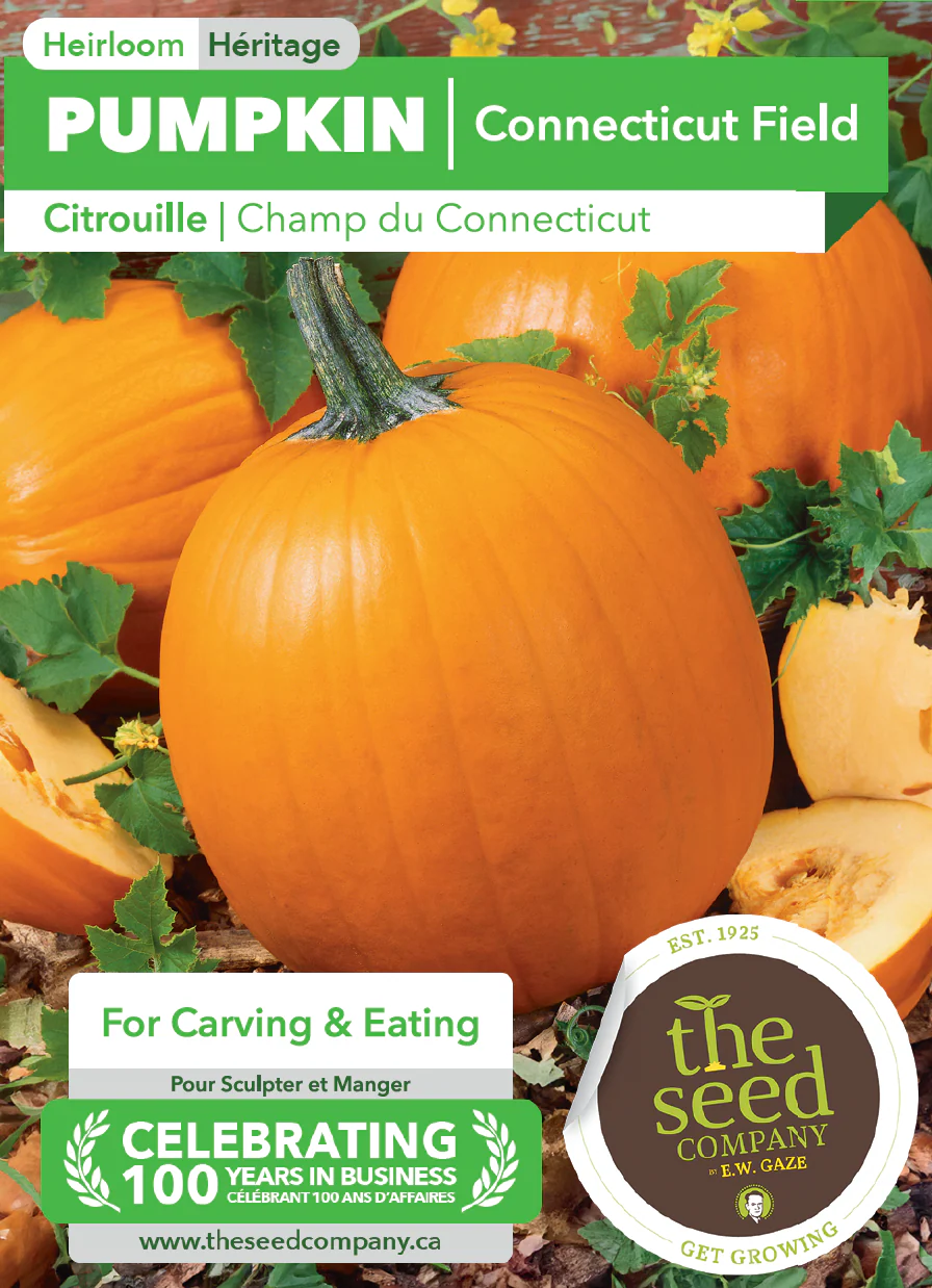 Pumpkin | Connecticut Field - Image 2