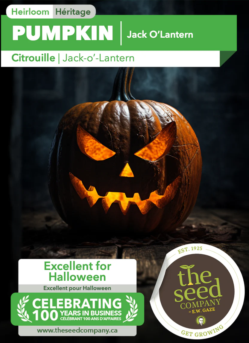 Pumpkin | Jack O'Lantern - Image 2