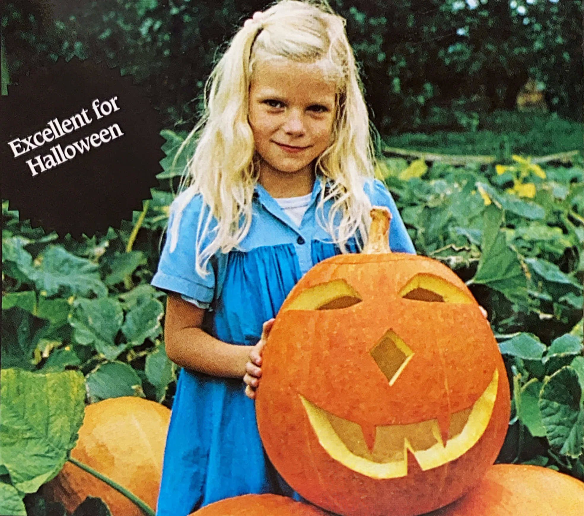 Pumpkin | Jack O'Lantern - Image 3