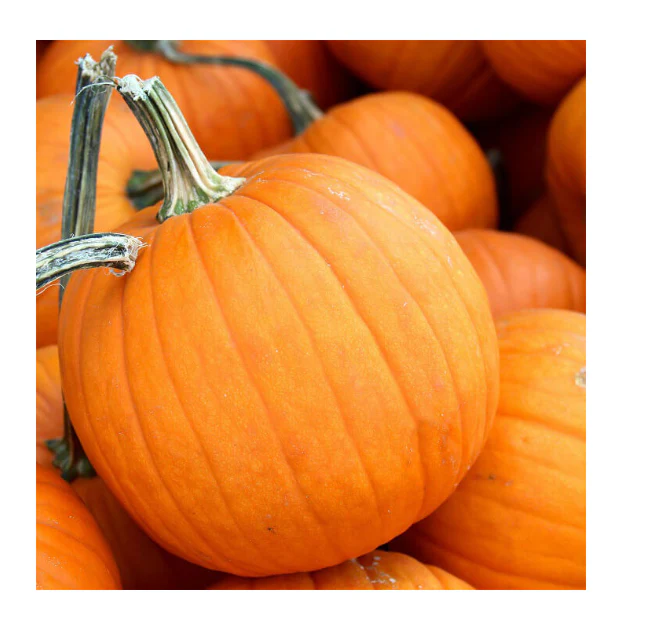 Pumpkin Small Sugar ORGANIC