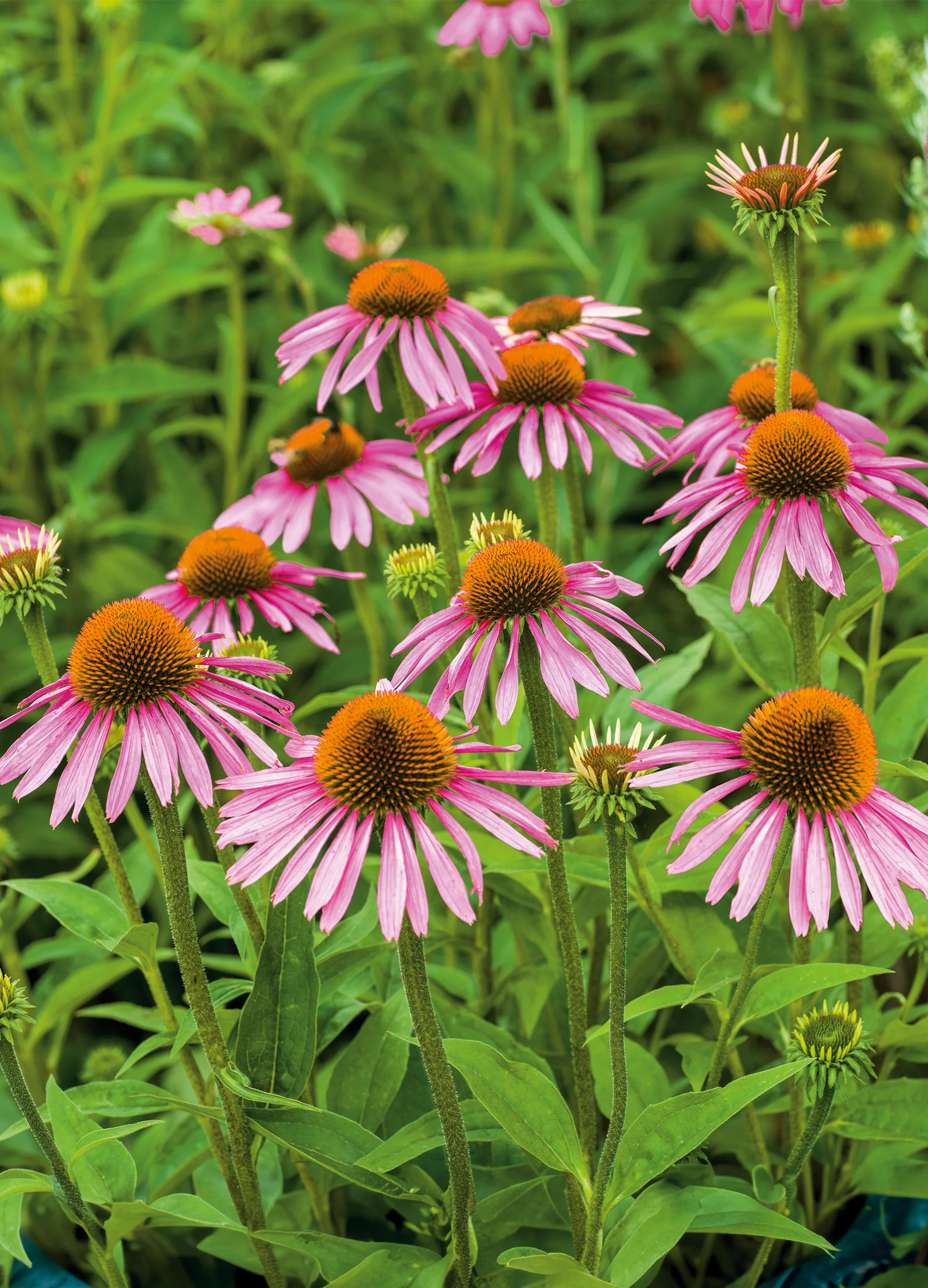 Purple Coneflower | Echinacea Purpurea