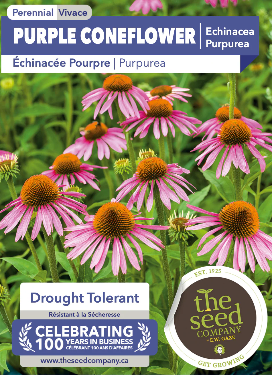 Purple Coneflower | Echinacea Purpurea - Image 2