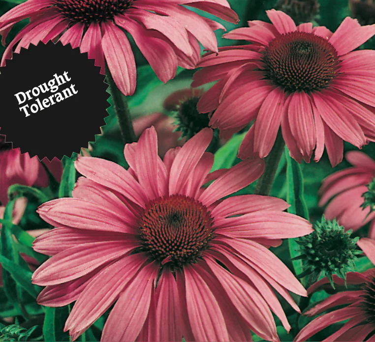 Purple Coneflower | Echinacea Purpurea - Image 3