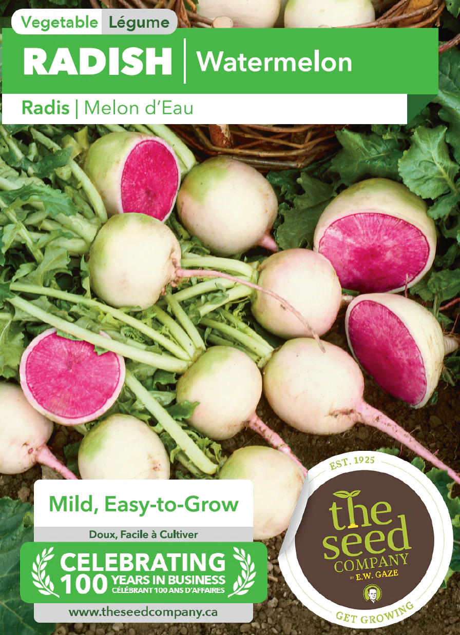 Radish | Watermelon - Image 2