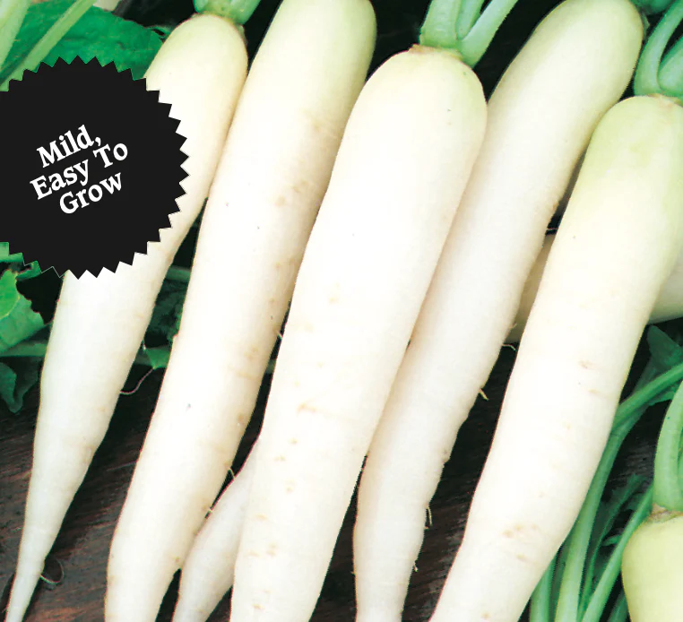 Radish | White Icicle - Image 2