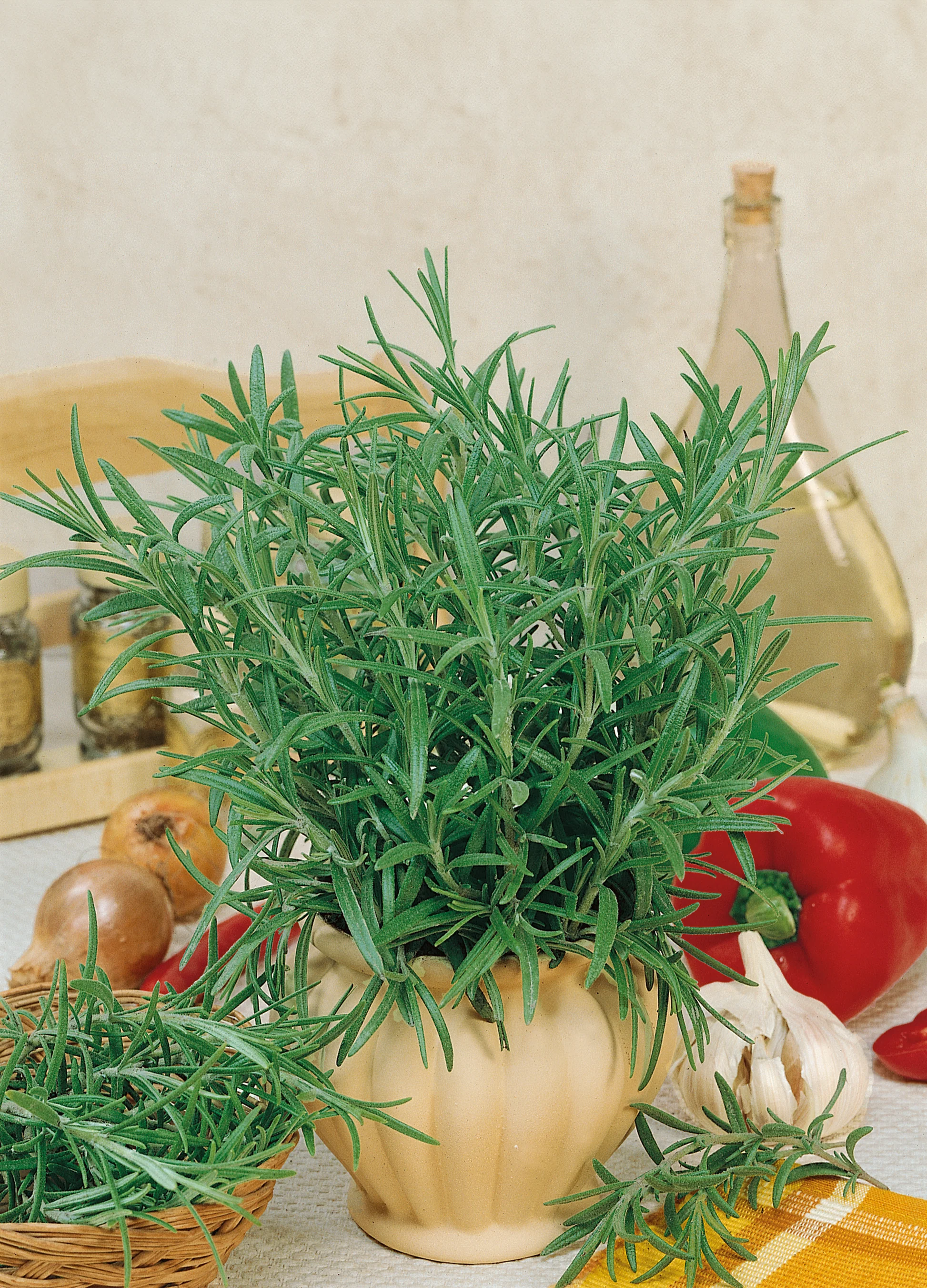 Rosemary | Rosy