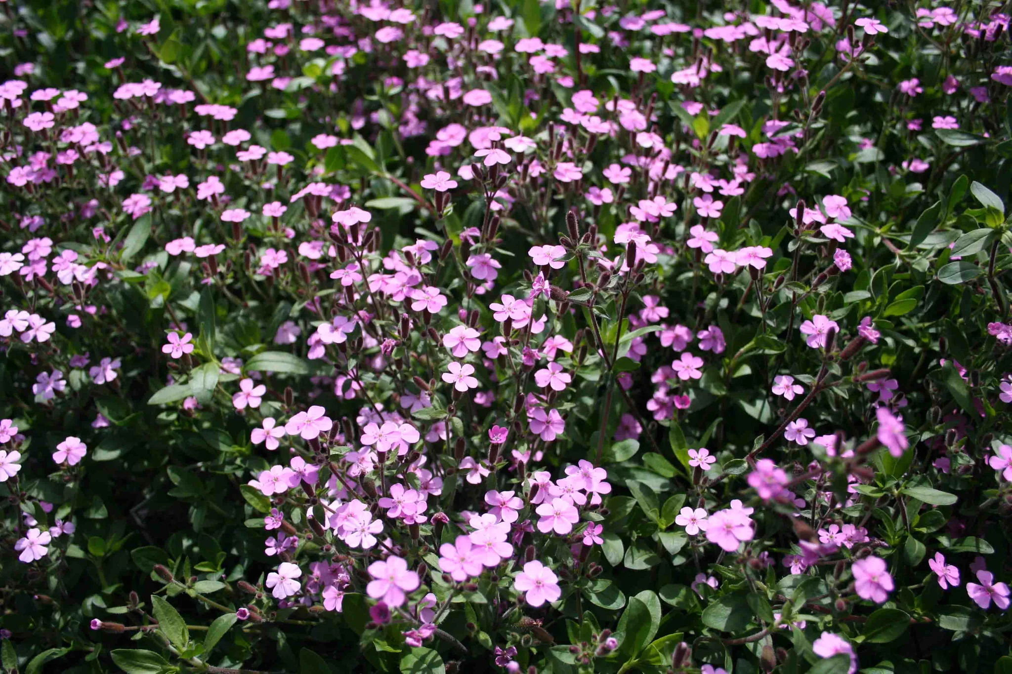 Rock Soapwort | Saponaria Rose Pink