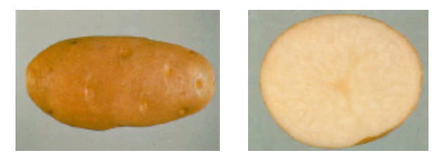 Seed Potatoes "BURBANK RUSSET" (White) 10lb Bag - Image 3