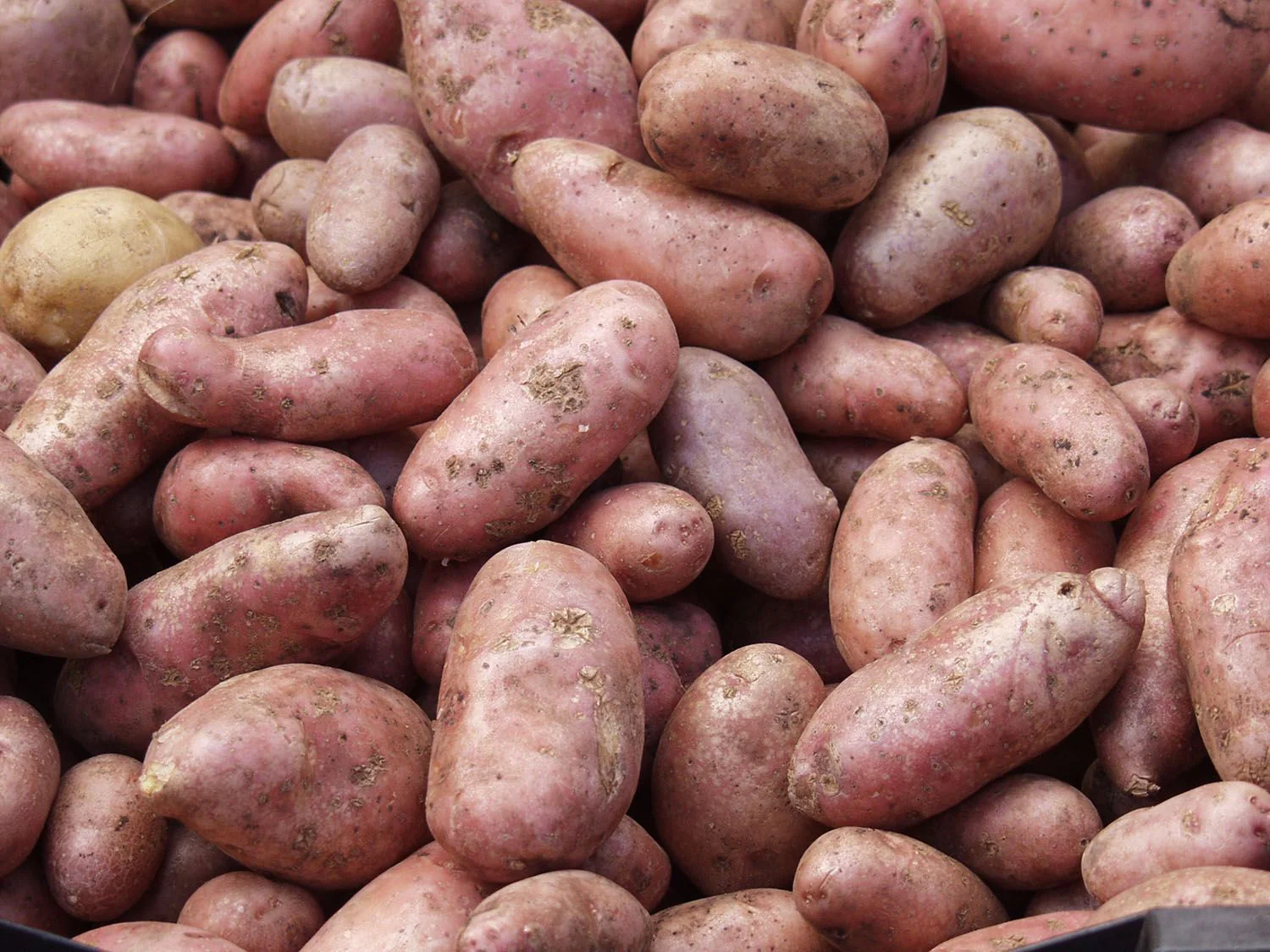 Seed Potatoes "NORLAND" (Red) 10lb Bag - Image 3