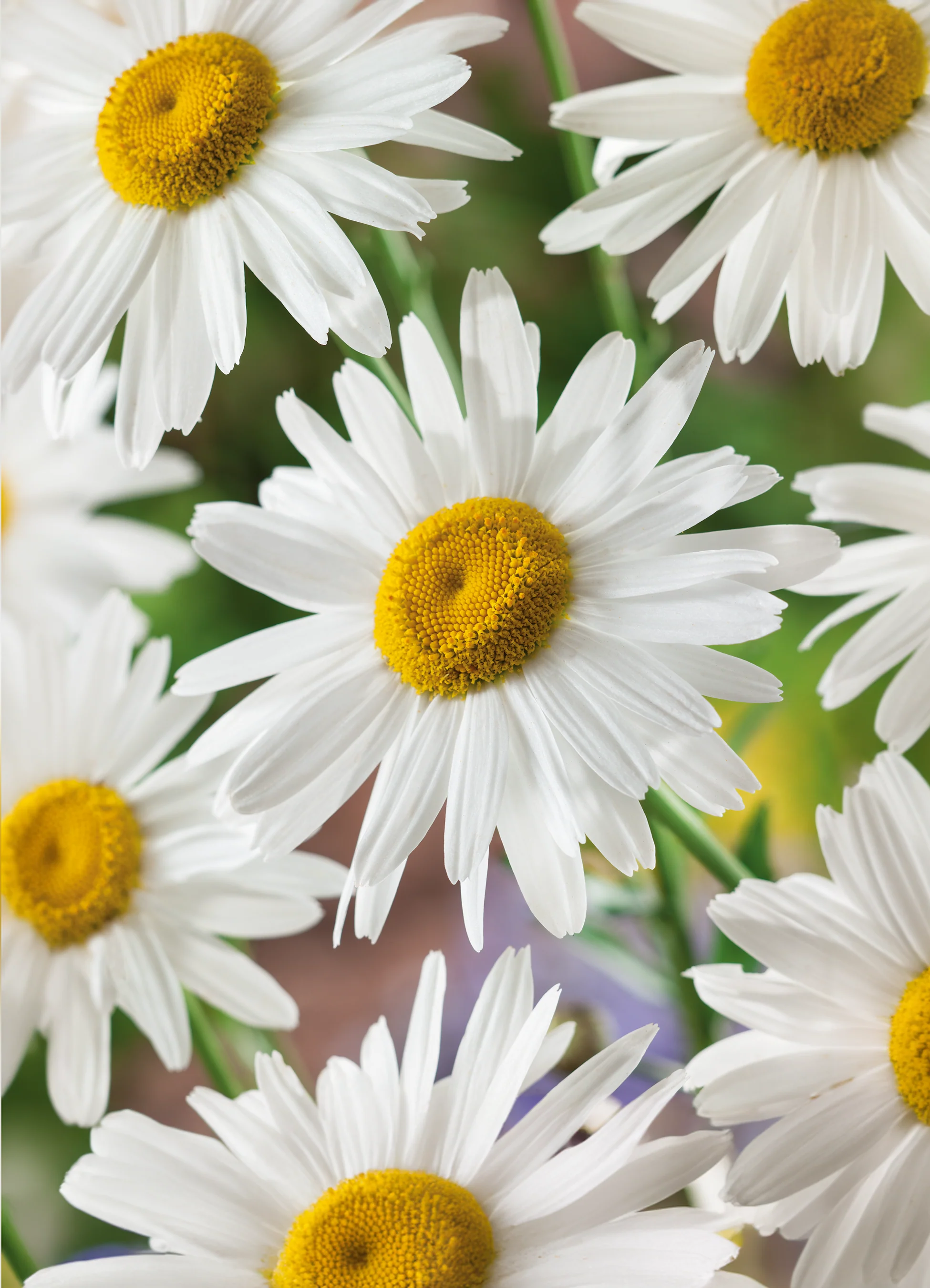 Shasta Daisy | Alaska White