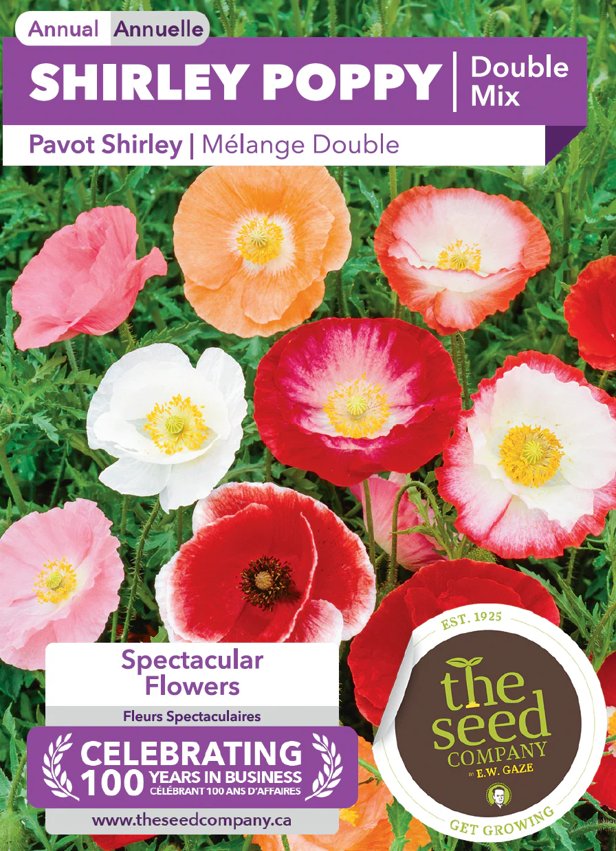 Shirley Poppy | Double Mix - Image 2
