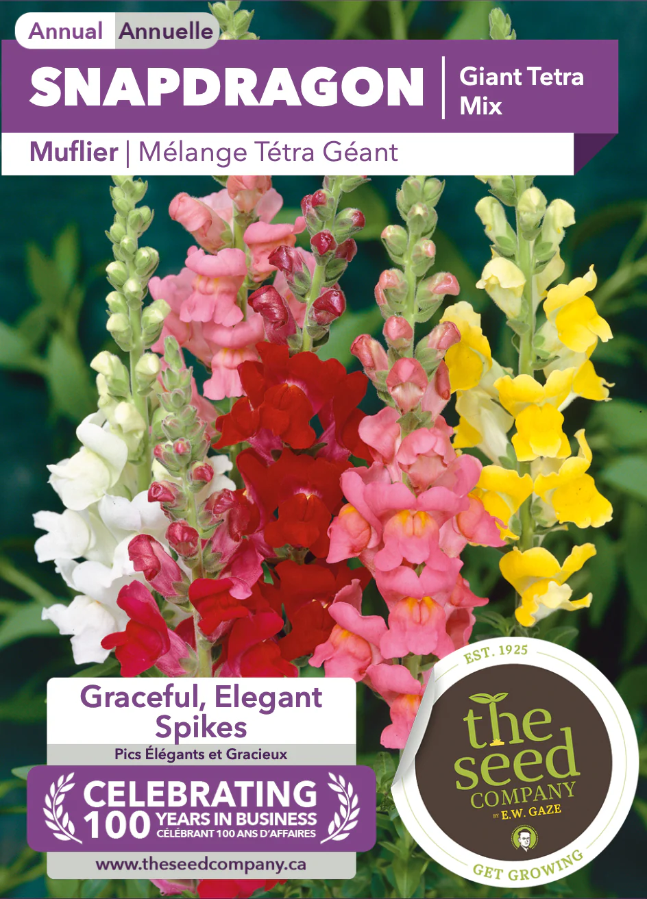 Snapdragon | Giant Tetra Mix - Image 2