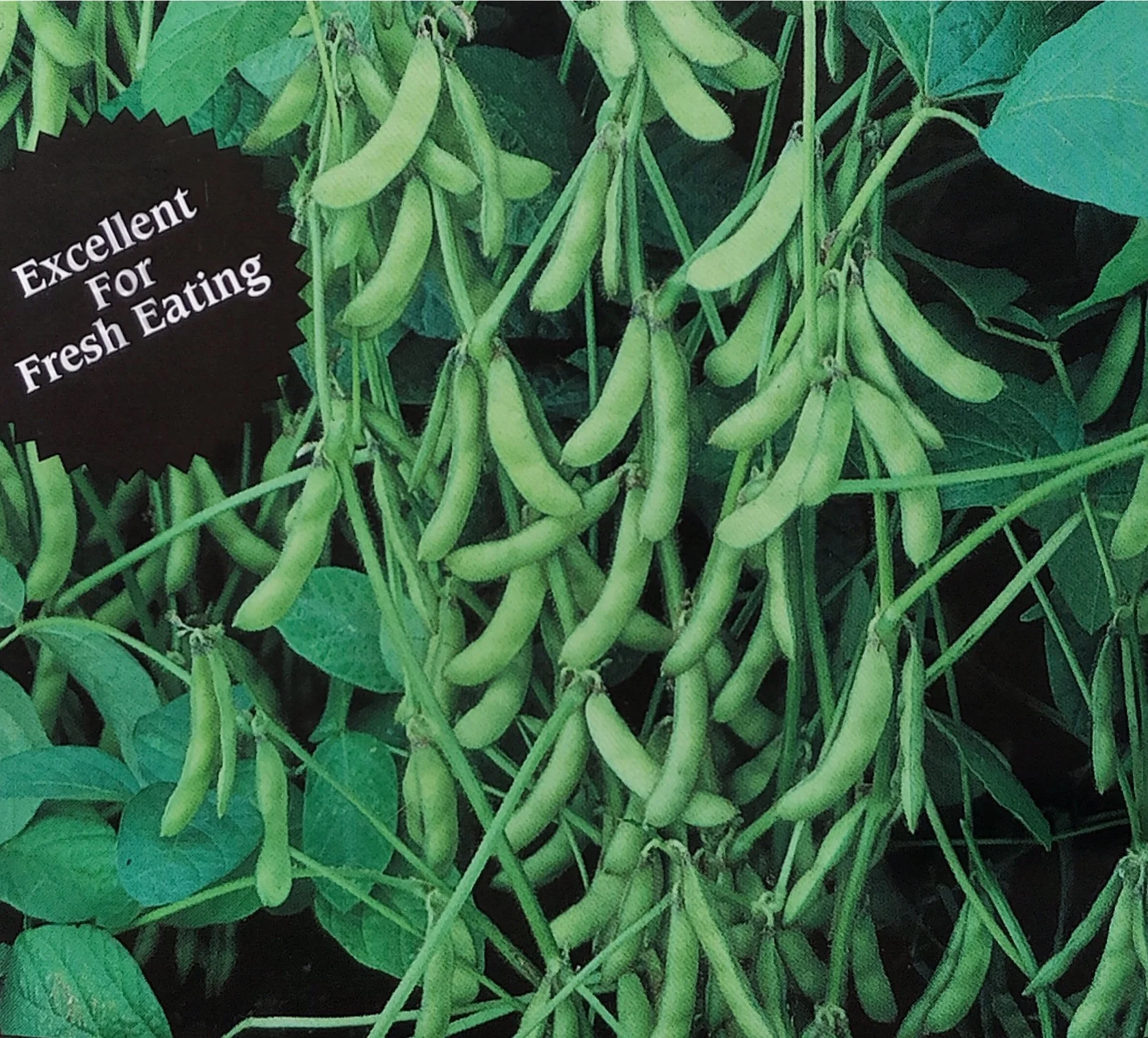 Soybean | Edamame