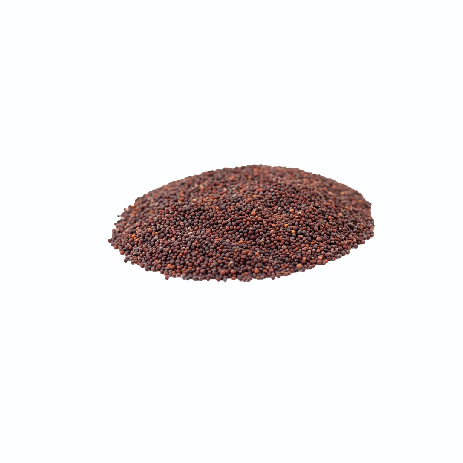 Spigarello Sprouting Seeds