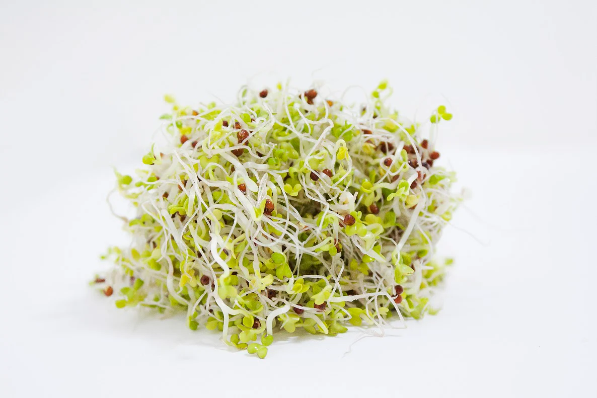 Spigarello Sprouting Seeds - Image 2