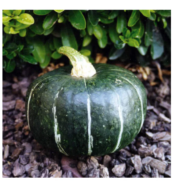 Squash | Buttercup ORGANIC