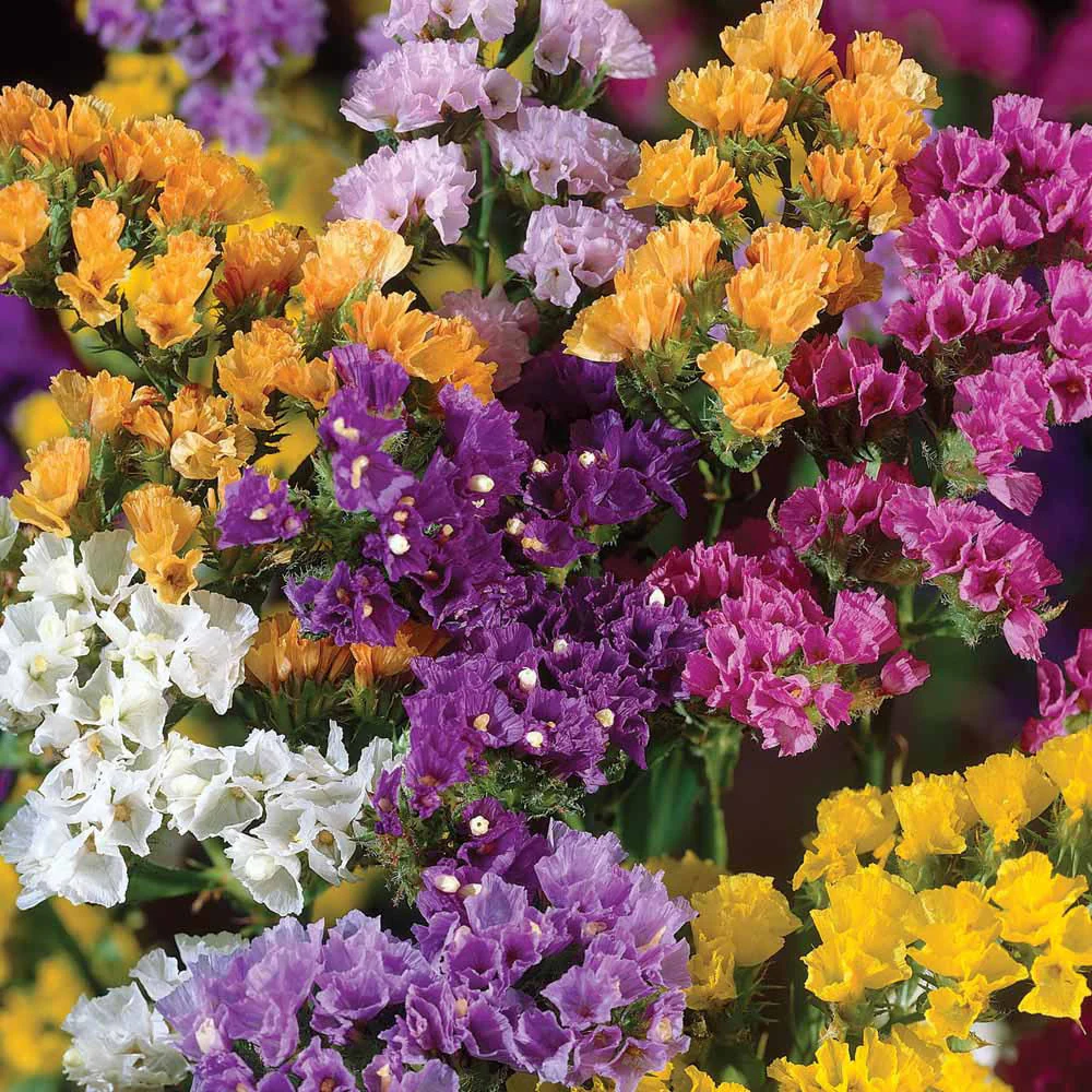 Statice | Latifolia Pacific Mix