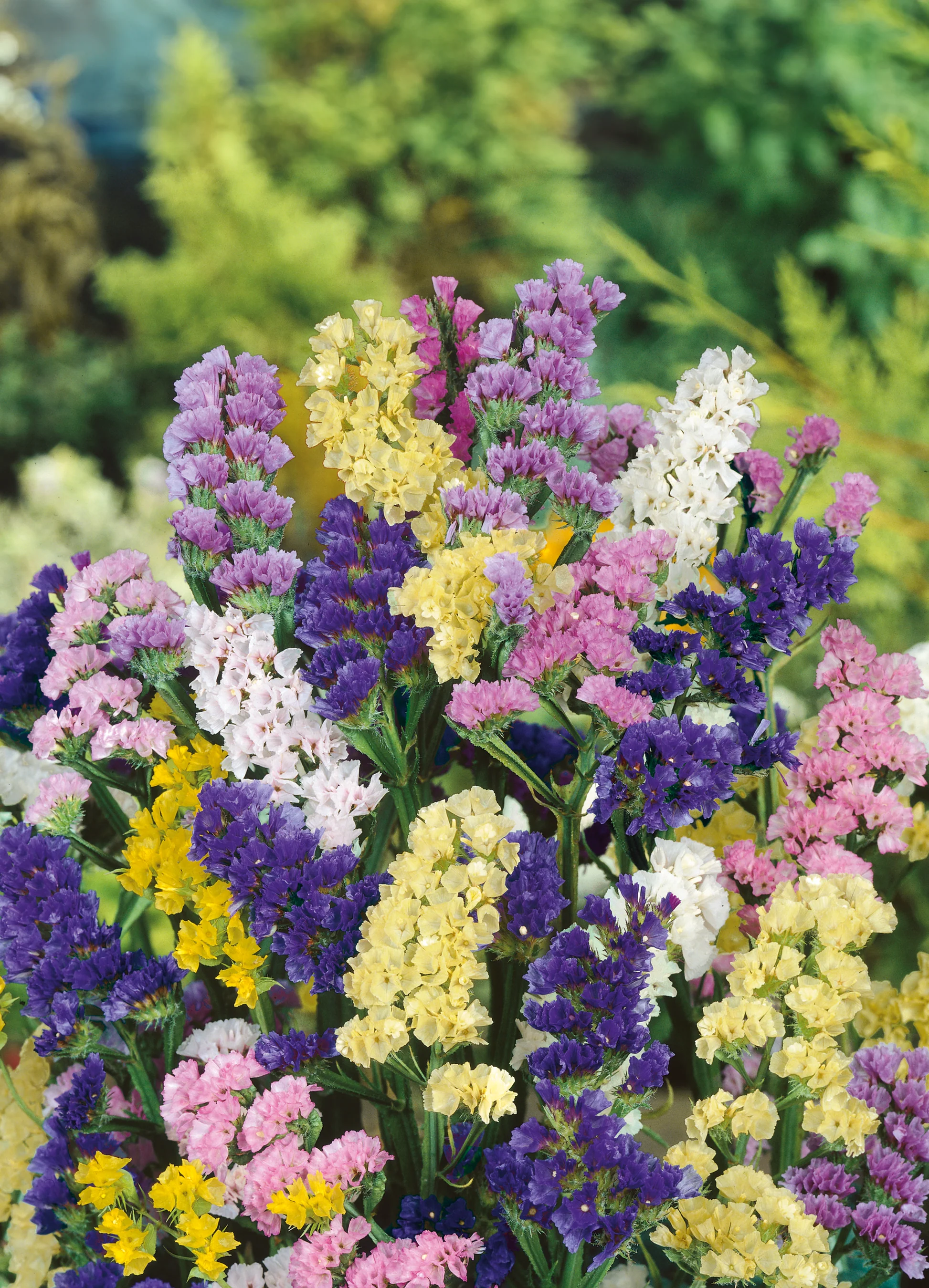 Statice | Sea Lavender