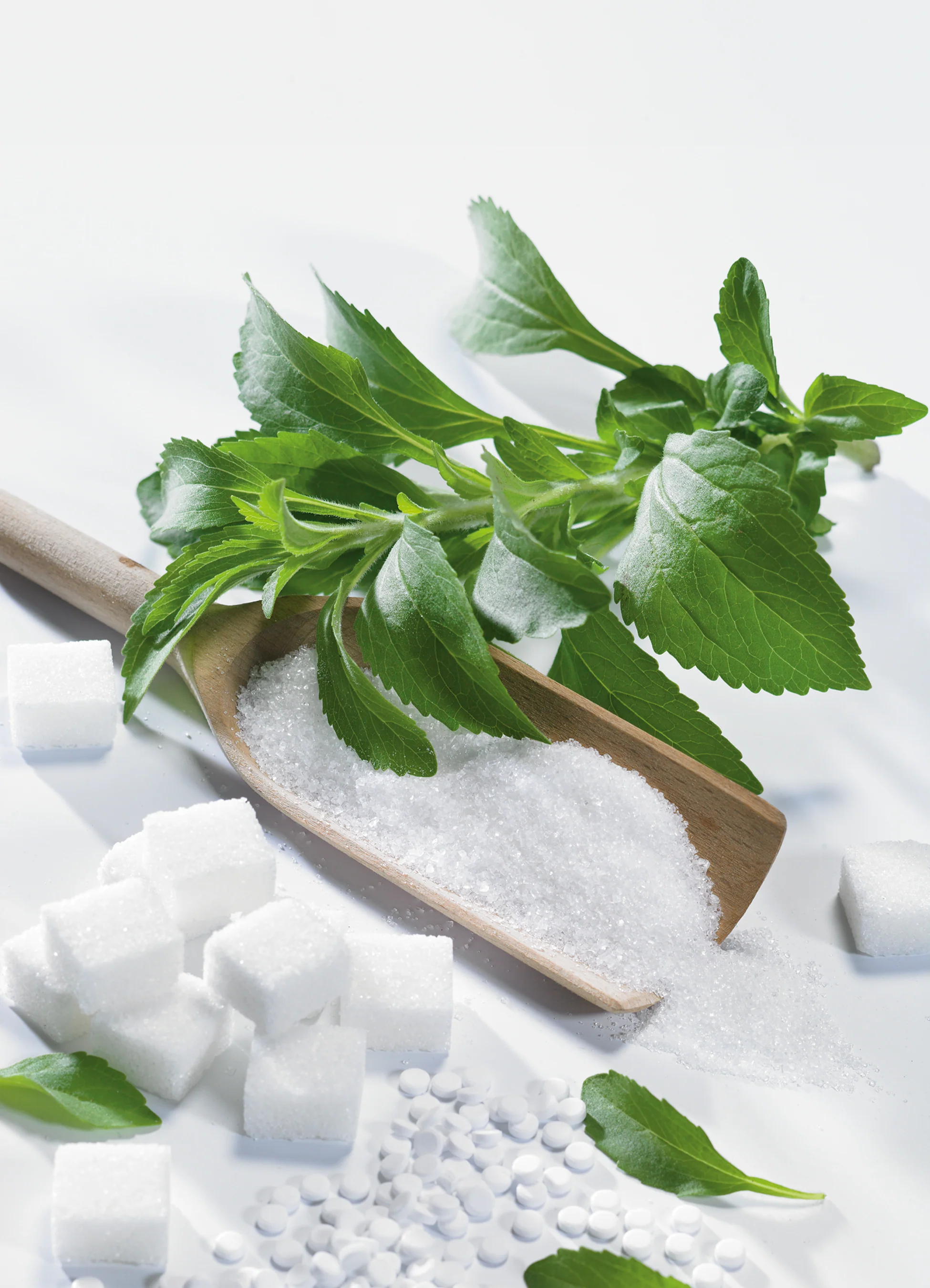 Stevia | Sweet Herb
