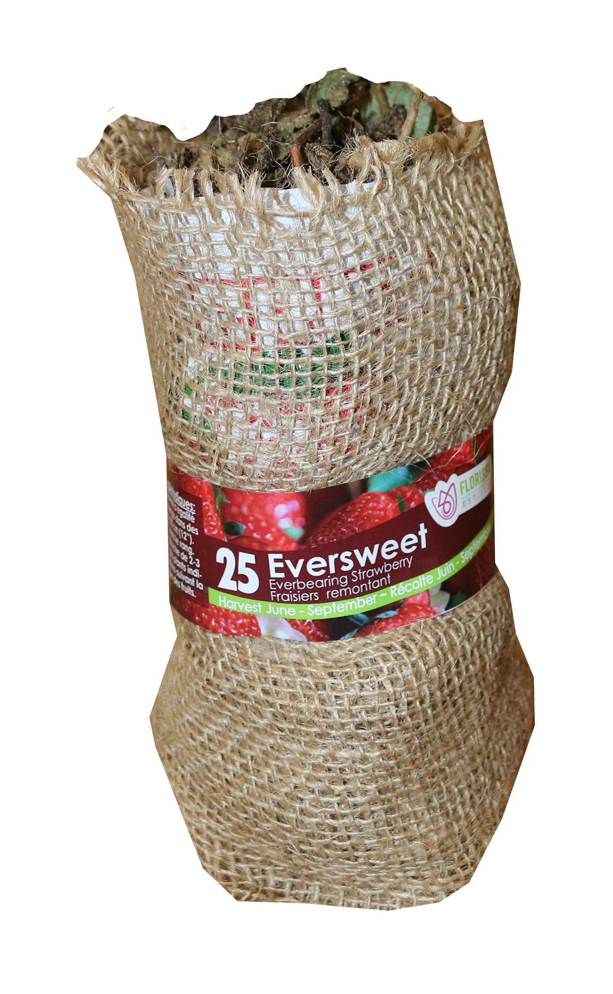 Strawberry | Eversweet Everbearing (25 Bare Roots) - Image 2