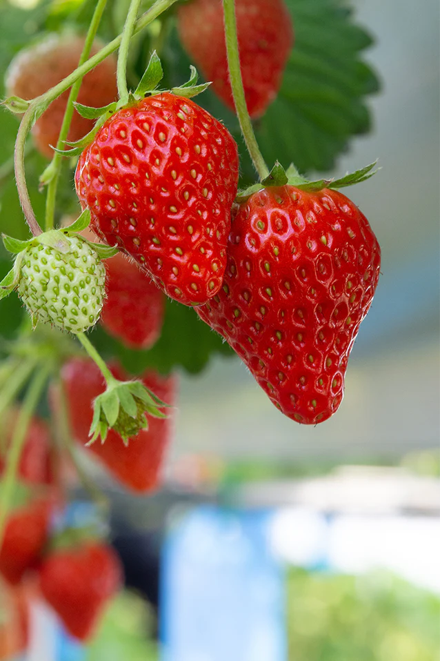 Strawberry | Seascape Everbearing (10 Plants)
