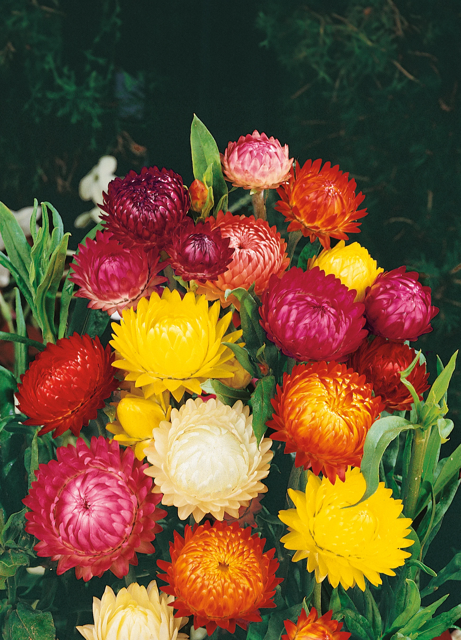 Strawflower | Helichrysum