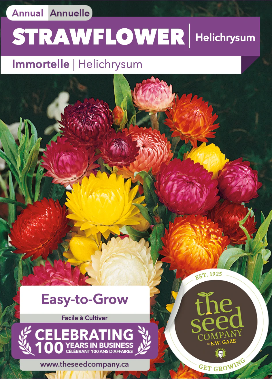 Strawflower | Helichrysum - Image 2
