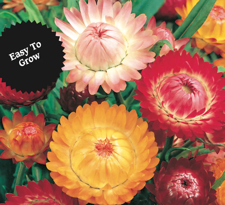 Strawflower | Helichrysum - Image 3