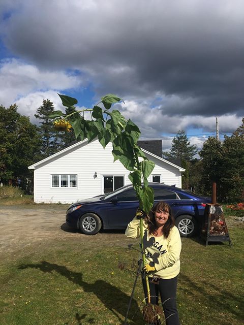 Sunflower | Mammoth Russian - Image 3