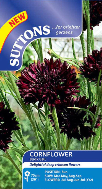 Suttons Seeds - Cornflower 'Black Ball'