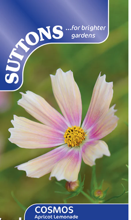 Suttons Seeds - Cosmos Apricot Lemonade
