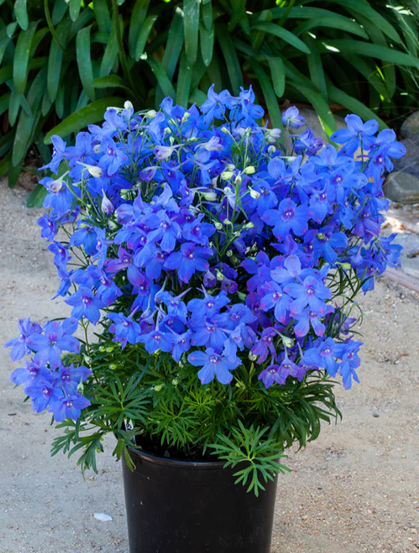 Suttons Seeds - Delphinium grandiflorum 'Hunky Dory Mix' F1
