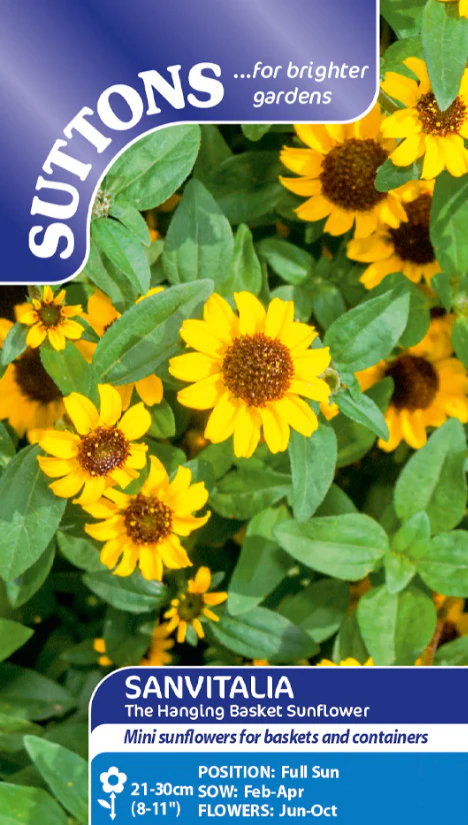 Suttons Seeds - Sanvitalia 'The Hanging Basket Sunflower'